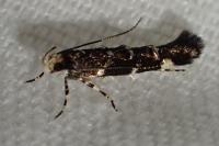 Eteobalea intermediella