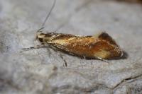 Metalampra italica