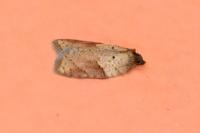 Acleris schalleriana
