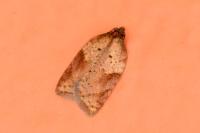 Acleris schalleriana