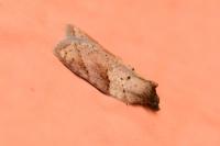 Acleris schalleriana