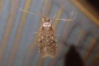 Agonopterix