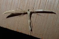 Emmelina monodactyla