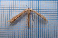 Emmelina monodactyla