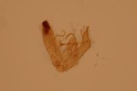 Emmelina monodactyla