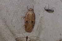 Agonopterix