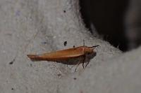 Zelleria hepariella