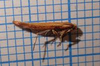 Zelleria hepariella