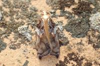 Acleris cristana