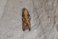 Acleris cristana
