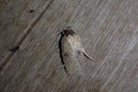 Agonopterix subpropinquella