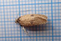 Agonopterix subpropinquella