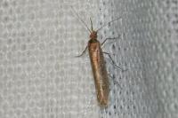 Ypsolopha ustella