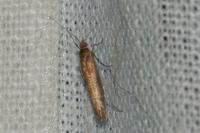 Ypsolopha ustella