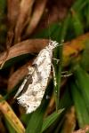 Ypsolopha asperella