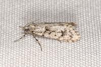 Diurnea fagella