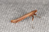 Caloptilia elongella
