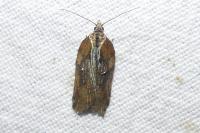 Acleris cristana