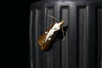 Acleris cristana