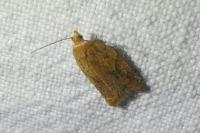 Acleris ferrugana/notana