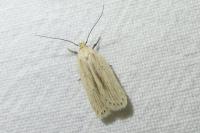 Agonopterix pallorella