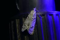Diurnea fagella