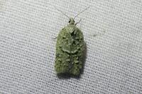 Acleris literana