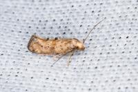 Epermenia