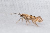 Epermenia