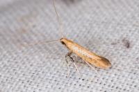 Aspilapteryx limosella
