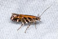 Aristotelia