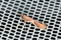 Caloptilia stigmatella