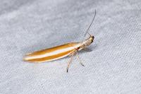 Pleurota aristella