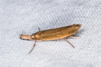 Pleurota