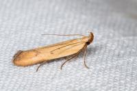 Mesophleps silacella