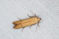 Mesophleps silacella