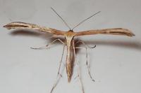 Emmelina monodactyla