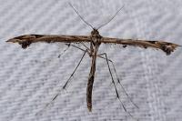 Amblyptilia acanthadactyla