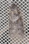 Tortricodes alternella