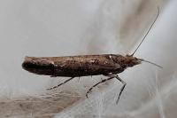 Ypsolopha ustella