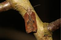 Acleris cristana