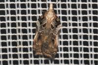 Acleris cristana