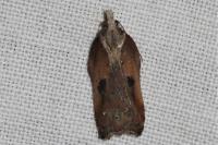 Acleris cristana