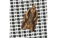 Acleris umbrana