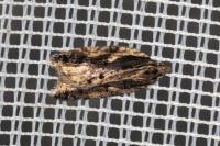 Acleris umbrana