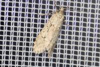Diurnea fagella
