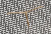 Emmelina monodactyla