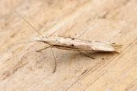 Ypsolopha mucronella