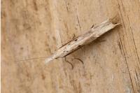 Ypsolopha mucronella