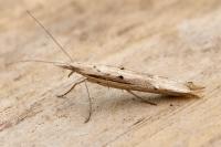 Ypsolopha mucronella